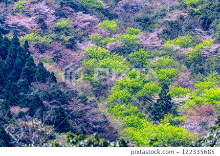 神明居住的島嶼屋久島上的屋久楓樹的嫩葉和野櫻花 122335685