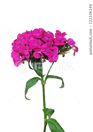 Dianthus barbatus Parzival Lancelot pink flower Dianthus barbatus Parzival Lancelot pink flower 122336149