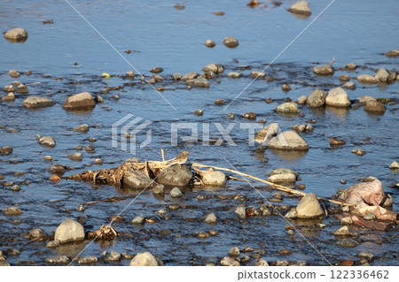 A bird resting on a stone in the river 122336462