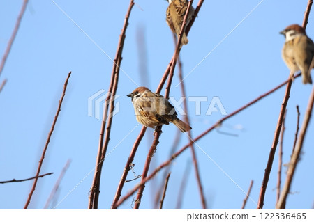 A sparrow resting on a branch 122336465