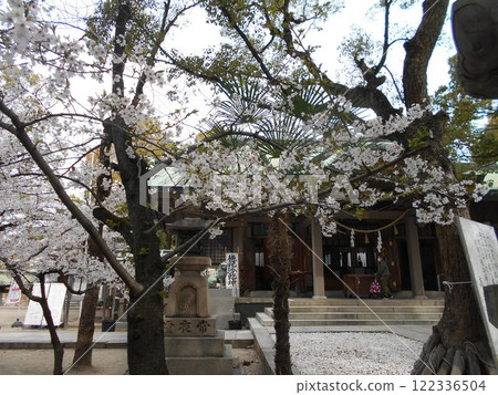 高津神社的櫻花 122336504