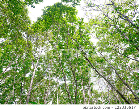 Daikekamba Forest Daikekamba Forest 122336617