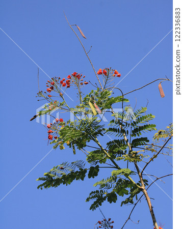 Caesalpinia pulcherrima, peacock flower growing in Laos. 122336883