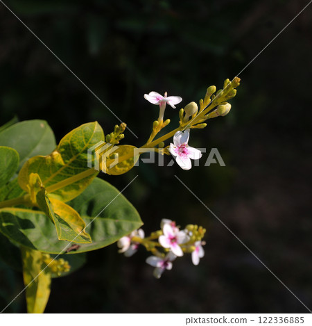 White flowers of a pseuderanthemum reticulatum, Laos. White flowers of a pseuderanthemum reticulatum, Laos. 122336885