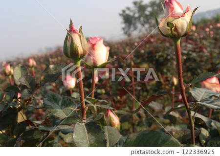 pink colored rose plant on farm 122336925