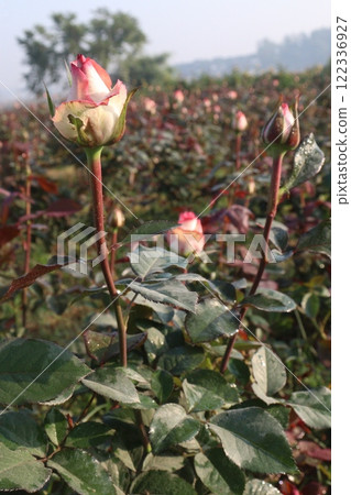 pink colored rose plant on farm pink colored rose plant on farm 122336927
