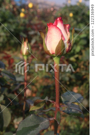 pink colored rose plant on farm pink colored rose plant on farm 122336949