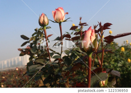pink colored rose plant on farm pink colored rose plant on farm 122336950