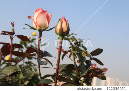 pink colored rose plant on farm pink colored rose plant on farm 122336951