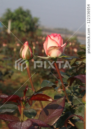 pink colored rose plant on farm 122336954