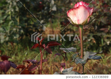 pink colored rose plant on farm pink colored rose plant on farm 122336989