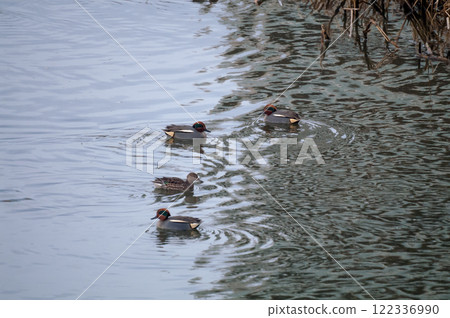 A small duck on the Yasuragi embankment of the Shinano River 122336990