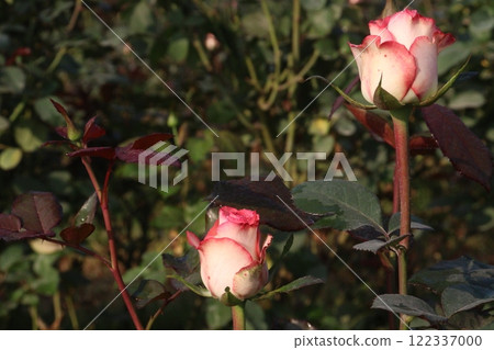 pink colored rose plant on farm pink colored rose plant on farm 122337000