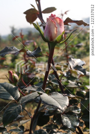 pink colored rose plant on farm pink colored rose plant on farm 122337012