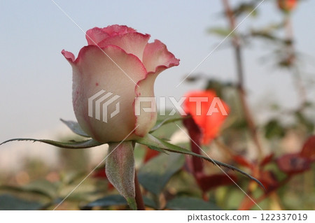 pink colored rose plant on farm pink colored rose plant on farm 122337019