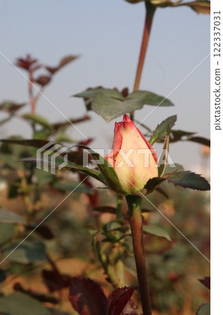 pink colored rose plant on farm pink colored rose plant on farm 122337031