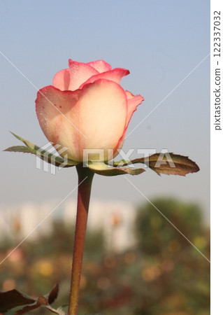 pink colored rose plant on farm pink colored rose plant on farm 122337032