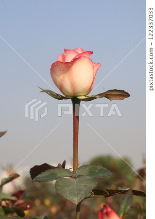 pink colored rose plant on farm pink colored rose plant on farm 122337033