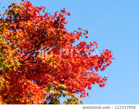 鮮豔的秋葉 122337056