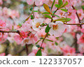 Close-up of cherry blossoms that have begun to bloom 122337057