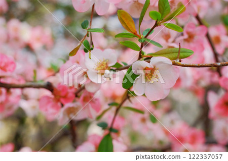 Close-up of cherry blossoms that have begun to bloom Close-up of cherry blossoms that have begun to bloom 122337057