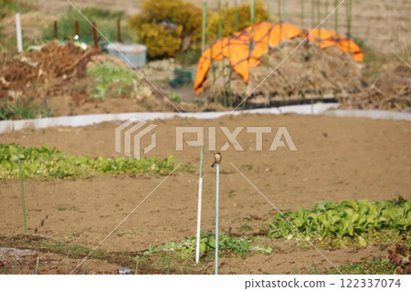 A shrike perched on a stick in a field A shrike perched on a stick in a field 122337074