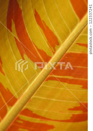 Zebrina Banana Leaf 122337241
