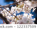 櫻花在藍天的襯托下盛開 122337509