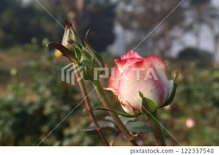 pink colored rose plant on farm 122337548