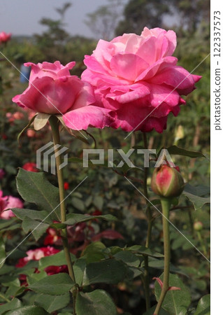 pink colored rose plant on farm pink colored rose plant on farm 122337573