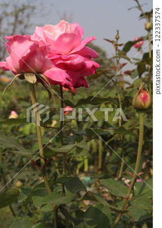 pink colored rose plant on farm pink colored rose plant on farm 122337574