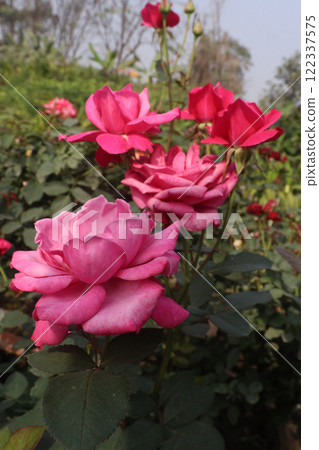 pink colored rose plant on farm 122337575