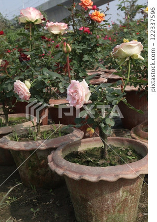 pink colored rose plant on farm pink colored rose plant on farm 122337596