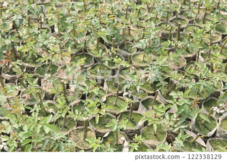 red colored rose plant on farm red colored rose plant on farm 122338129