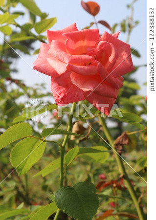 red colored rose plant on farm 122338132