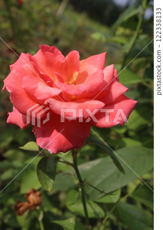 red colored rose plant on farm red colored rose plant on farm 122338133
