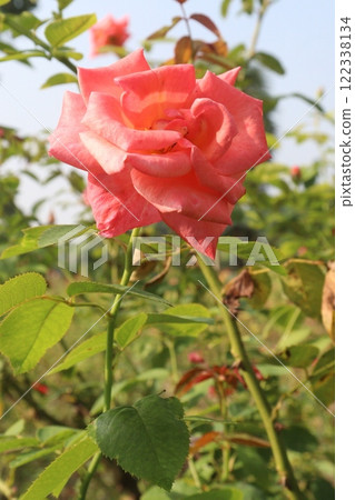 red colored rose plant on farm 122338134