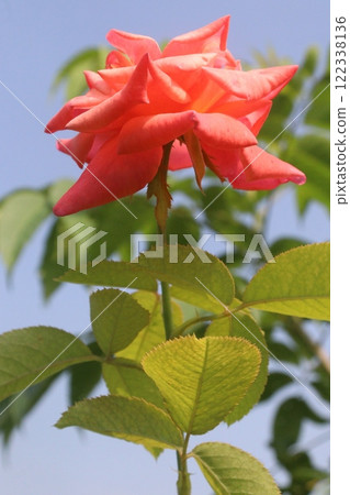 red colored rose plant on farm 122338136