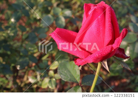 red colored rose plant on farm 122338151
