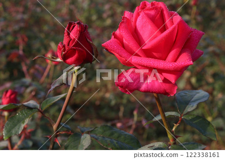 red colored rose plant on farm 122338161