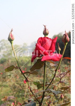 red colored rose plant on farm 122338191