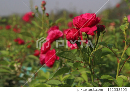 red colored rose plant on farm 122338203