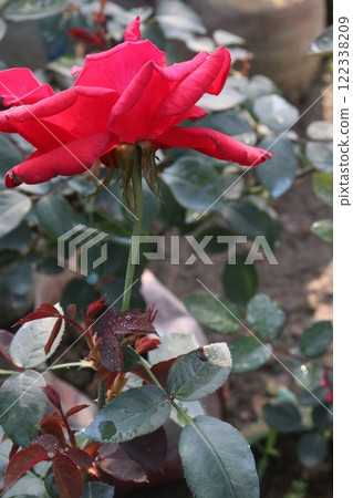 red colored rose plant on farm 122338209