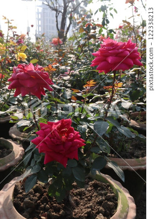 red colored rose plant on farm red colored rose plant on farm 122338213
