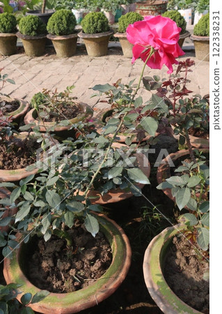 red colored rose plant on farm 122338231