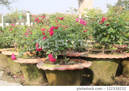 red colored rose plant on farm 122338232