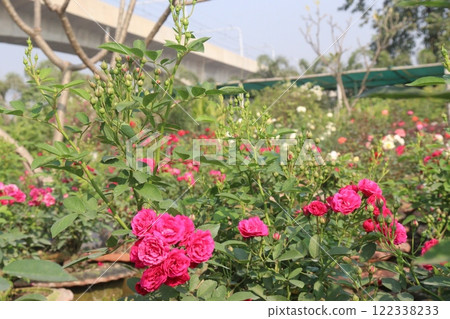 red colored rose plant on farm 122338233
