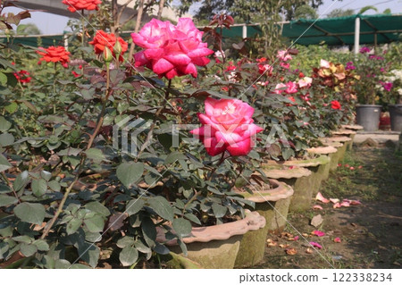red colored rose plant on farm red colored rose plant on farm 122338234