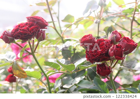 red colored rose plant on farm 122338424
