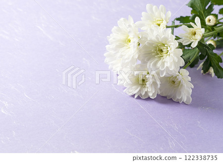 菊花 122338735